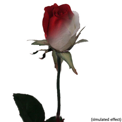 Ulti-Rose "Single Color Changing Rose"